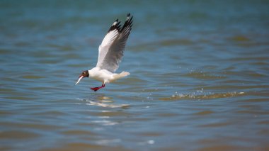 Kahverengi başlı martı, gagasında taze bir balıkla suyun yüzeyinden yükselir..