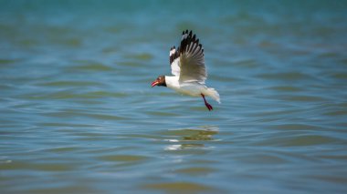 Kahverengi başlı martı, gagasında taze bir balıkla suyun yüzeyinden yükselir..