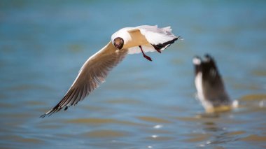 Kahverengi başlı Martı suların üzerinde