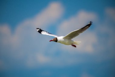 Kahverengi başlı martı kanatları Talaimannar, Sri Lanka semalarında uçuyor.