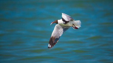 Kahverengi başlı bir martı (Chroicocephalus brunnicephalus) gagasında taze yakalanmış bir balığı tutarak okyanusun üzerinde süzülür.