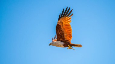Brahminy Uçurtması, pençelerinde bir balığı tutarak gökyüzünde uçuyor. Mavi gökyüzüne karşı yetenekli bir avcı..