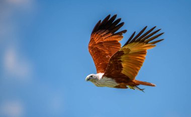 Brahminy Uçurtması, pençelerindeki balığı tutarak, pas renginde kanatlarıyla gökyüzünde uçuyor. Yetenekli avcı