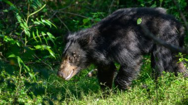 Sri Lanka tembel hayvan ayısı filtrelenmiş güneş ışığı altında parıldayan siyah kürklü Yala Ulusal Parkı 'nın gölgelerinden çıkar. Yakalanması zor yırtıcı, sık ormanda sessizce dolaşıyor.