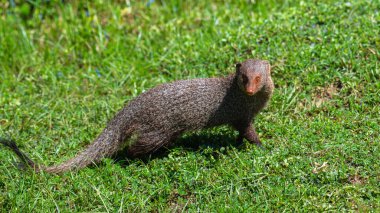 Ruddy firavunfaresi Sri Lanka 'daki Yala Ulusal Parkı' ndaki yemyeşil çimlerde tetikte bekliyor. Keskin gözler merakla ve dikkatle etrafı tarıyor.