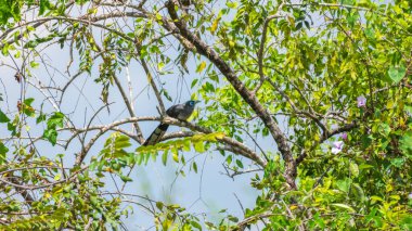 Mavi yüzlü Malkoha, yoğun yeşil yaprakların arasına tünemiş. Çarpıcı turkuaz göz halkası, kayrak grisi tüylerine karşı canlı bir şekilde parlıyor. Yala Milli Parkı 'nda yakalandı.