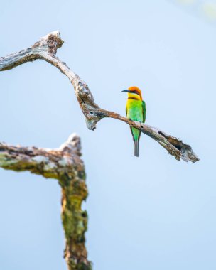 Yala Ulusal Parkı, Sri Lanka 'da, yumuşak mavi gökyüzünde parıldayan kıvrık bir dalda kestane kafalı arı yiyici tünemiş.