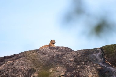 Görkemli bir Sri Lankalı leopar açık mavi gökyüzü altında, Yala Ulusal Parkı, Sri Lanka 'da kayalık bir çıkıntının üzerinde dinleniyor..