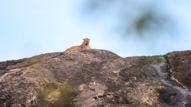 Görkemli bir Sri Lankalı leopar açık mavi gökyüzü altında, Yala Ulusal Parkı, Sri Lanka 'da kayalık bir çıkıntının üzerinde dinleniyor..