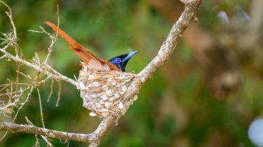 Yala Ulusal Parkı, Sri Lanka 'da bir yuvada kuluçkaya yatmış Hint cennet kuşu avcısı erkek kuş..