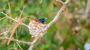 Yala Ulusal Parkı, Sri Lanka 'da bir yuvada kuluçkaya yatmış Hint cennet kuşu avcısı erkek kuş..
