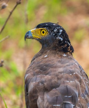 Sri Lanka 'daki Yala Ulusal Parkı' nda bir armalı yılan kartalının yakın çekimi. Çarpıcı sarı gözü ve keskin gagasıyla