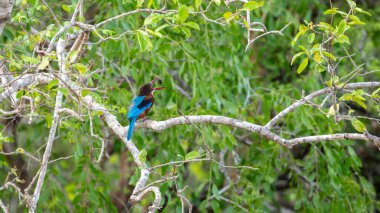 Beyaz göğüslü Kingfisher bir dala tünemiş ve gagasında yeni yakalanmış bir böcek tutuyor. Sri Lanka 'daki Yala Ulusal Parkı' nda yemyeşil yapraklarla çevrili.