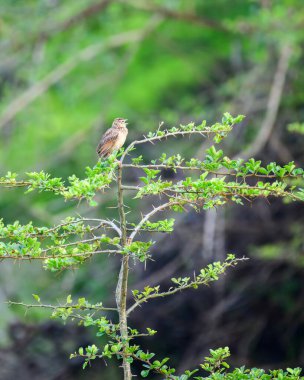 Jerdon 'un Bushlark kuşu dikenli yeşil bir dala tünemiş, gagası Yala Ulusal Parkı' nda açık bir şekilde yemyeşil orman havasında şarkı söylüyor.