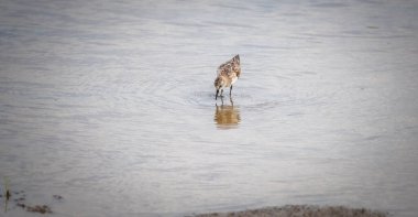 Küçük yavru kuş başını sığ sulara daldırıp durgun yüzeyde hafif dalgalanmalar yaratır.