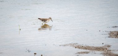 Ahşap çulluk kuşu sığ sularda avlanır ve durgun yüzeyde hafif dalgalanmalar yaratır. Çulluk üremeyen yetişkin tüylerinde var..