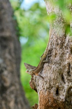 Ortak Bahçe Kertenkelesi (Calotes versicolor), Sri Lanka, Yala Ulusal Parkı 'ndaki bir ağacın dokulu kabuğuna yapışır ve doğal habitatına sorunsuzca karışır.