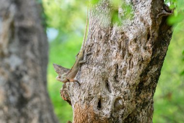 Ortak Bahçe Kertenkelesi (Calotes versicolor), Sri Lanka, Yala Ulusal Parkı 'ndaki bir ağacın dokulu kabuğuna yapışır ve doğal habitatına sorunsuzca karışır.