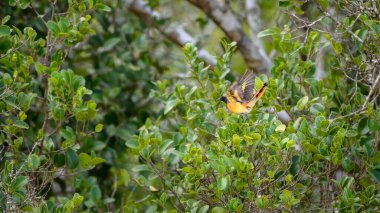 Erkek bir Minik Minik Kuş, Yala Ulusal Parkı 'ndaki yoğun yeşil yaprakların arasına tünedi..
