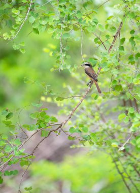 Kahverengi karides kuşu Sri Lanka 'daki Yala Ulusal Parkı' nda ince bir dala tünedi. Kuşun etrafı ormandaki yeşil yapraklarla çevrili.