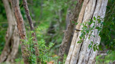 Kahverengi örümcekkuşu, Sri Lanka 'daki Yala Ulusal Parkı' nda bir dala tünemiştir. Kuş doğal ortamında..