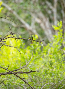 Yeşil arı yiyen kuş, Yala Ulusal Parkı 'nda yemyeşil bir arka fona karşı ince bir dal tünedi.