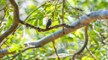 Asyalı kahverengi sinekkapan, Sri Lanka 'daki Yala Ulusal Parkı' nda açık mavi bir gökyüzünün altındaki bir ağaç dalına tünemişti. Ormandaki yeşil yapraklarla çevrili.