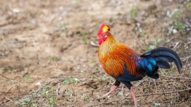 Sri Lanka orman kuşları Yala Ulusal Parkı 'nda kuru zeminde yürüyor. Kırmızı taraklı ve renkli tüylü parlak tüylü