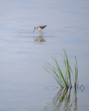 Bataklık çulluğu sığ sularda yiyecek arar. Kuş ve yeşil sazlıklar sakin yüzeye yansıyor