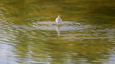 Sığ sularda sığ bir kuşun sığ sularda yemlenmesi su yüzeyinde dalgalanmalar yaratır..