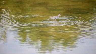 Sığ sularda sığ bir kuşun sığ sularda yemlenmesi su yüzeyinde dalgalanmalar yaratır..