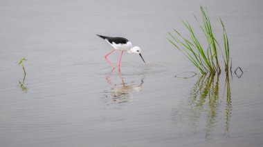 Siyah kanatlı Stilt, gagasını sığ sulara daldırırken, kuş ve yeşil sazlıklar sakin yüzeye yansıyor.