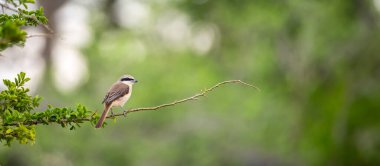 Kahverengi örümcekkuşu Sri Lanka 'daki Yala Ulusal Parkı' nda ince bir dala oturur. Kuş, yumuşak yeşil bir arka plana bakar..
