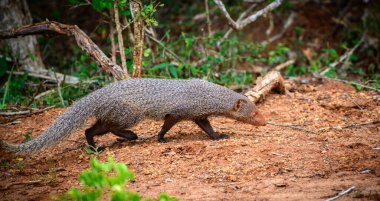Ruddy Mongoose Sri Lanka 'daki Yala Ulusal Parkı' nda hareket halinde..