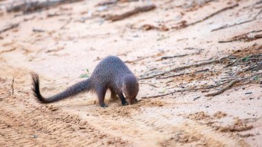Ruddy Mongoose, Sri Lanka 'daki Yala Ulusal Parkı' nın kumlu zemininde kazı yapıyor. Yemek aramak için burnunu ve ön patilerini kullanır.
