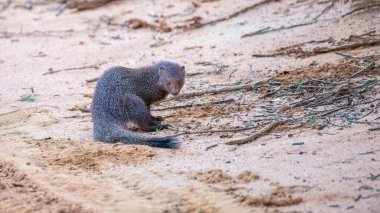 Sri Lanka 'daki Yala Ulusal Parkı' nın kumlu zemininde.