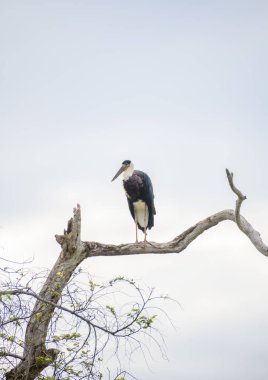 Tüylü boyunlu leylek Sri Lanka 'daki Yala Ulusal Parkı' nda kuru bir ağaç dalında duruyor. Kuş parlak gökyüzüne karşı tünemiştir.