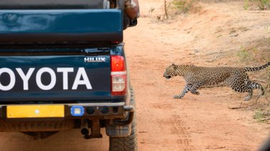 Leopar, Sri Lanka 'daki Yala Ulusal Parkı' nda safari cipinin önündeki toprak yoldan geçiyor..