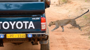 Leopar, Sri Lanka 'daki Yala Ulusal Parkı' nda safari cipinin önündeki toprak yoldan geçiyor..