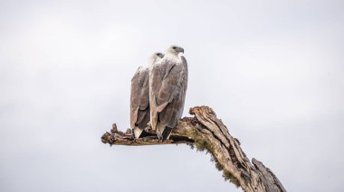 İki beyaz karınlı deniz kartalı, Sri Lanka, Yala Ulusal Parkı 'ndaki kasvetli gökyüzüne karşı ölü bir ağaca yakın bir şekilde tünemiş..
