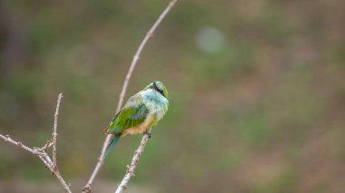 Sri Lanka 'daki Yala Ulusal Parkı' nda ince bir dalda oturan yeşil arı yiyici..