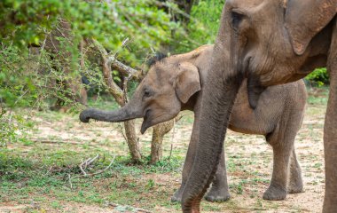 Annesi Sri Lanka 'daki Yala Ulusal Parkı' na bakarken, sevimli bir buzağı gövdesini çalılıktan yapraklara uzanmak için kullanır.