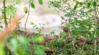 Sri Lanka 'daki Yala Ulusal Parkı' nın zeminine yakın bir dalda küçük göbekli Babbler..