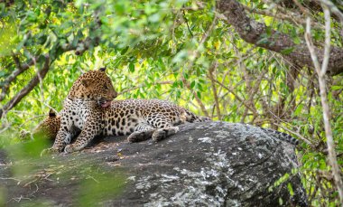 Diğeri Sri Lanka 'daki Yala Ulusal Parkı' nda kestirirken bir leopar kayanın üstünde tımarlanıyor..