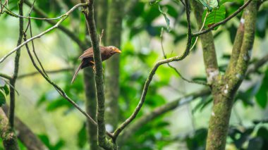 Turuncu gagalı bir geveze Sinharaja Yağmur Ormanı 'ndaki bir dala tünemiş. Sri Lanka 'ya özgü yerleşik üreyen kuş.