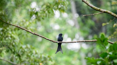 Bir Sri Lanka drongosu Sinharaja Ormanı 'ndaki yumuşak yeşil bir bokeh zemin üzerine tünemiştir. Sri Lanka 'da salgın kuş.