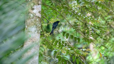 Bir Sri Lanka drongosu Sinharaja Ormanı 'nın tepesinde bir dala tünemiştir. Sri Lanka 'da salgın kuş.