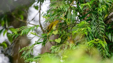 Sarı Kaşlı Bulbul, Sinharaja ormanında kırmızı bir dut yiyor..