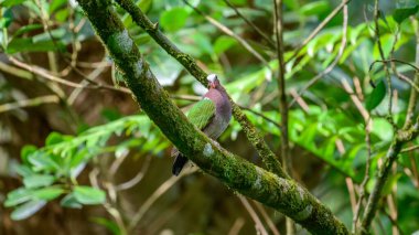 Asya Zümrüt Güvercini Sinharaja yağmur ormanlarındaki yosun kaplı bir ağaç dalına tünedi..