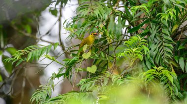 Sarı Kaşlı Bulbul, Sinharaja ormanında kırmızı bir dut yiyor..